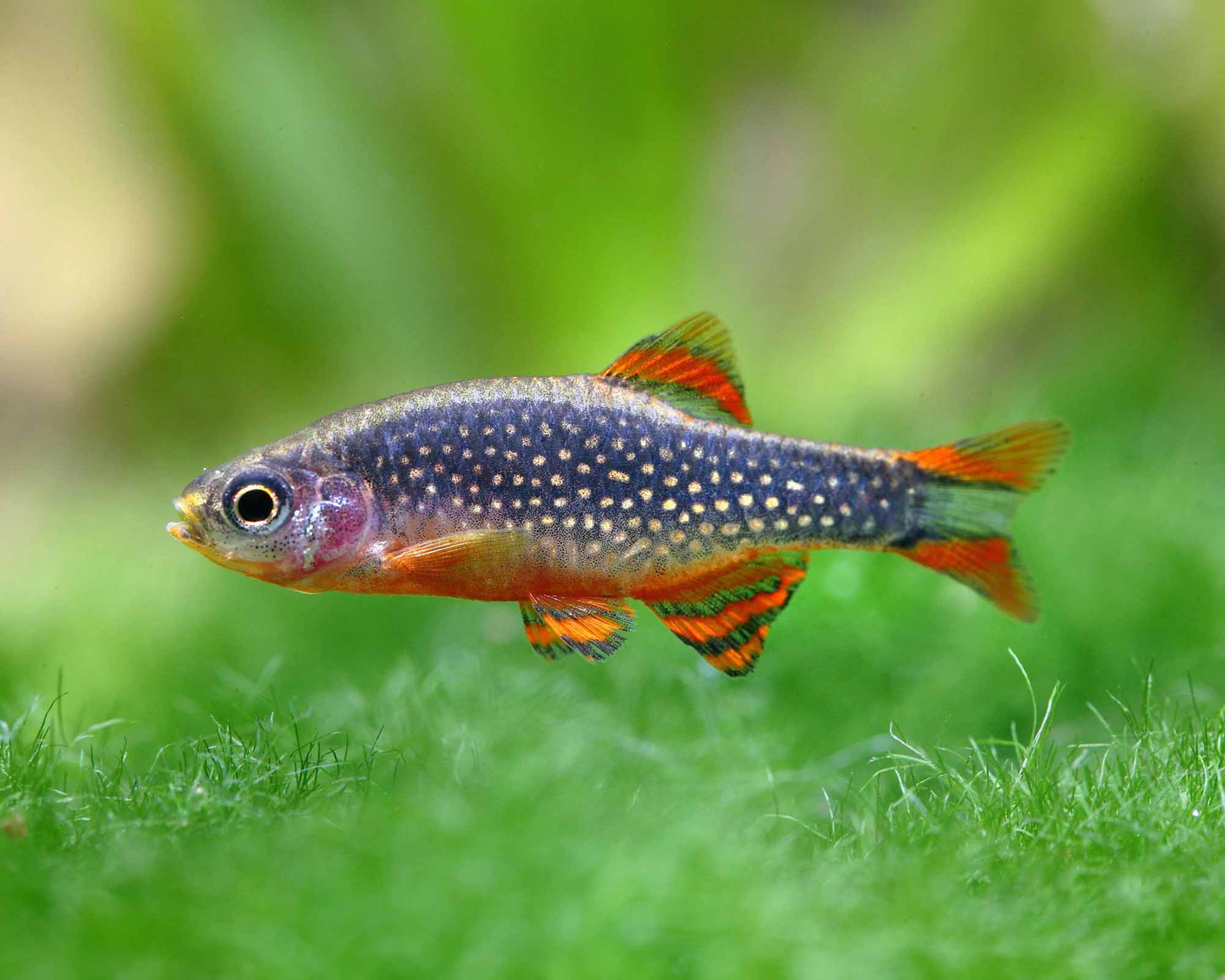 12 Peaceful Freshwater Fish and Invertebrates for Stunning Nano Aquariums